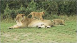 Löwenfamilie Massai Mara N.P. / Kenia
