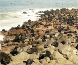 Die Seelöwenkolonie von Cape Cross / Namibia