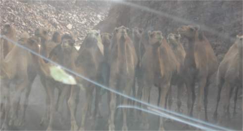 Kamele auf der Strasse nach Chinguetti