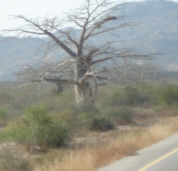 Baum