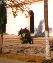 Copan
