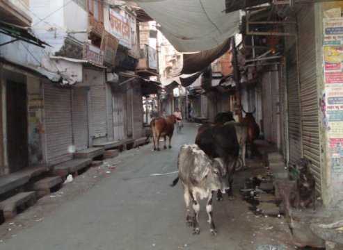 Jodhpur