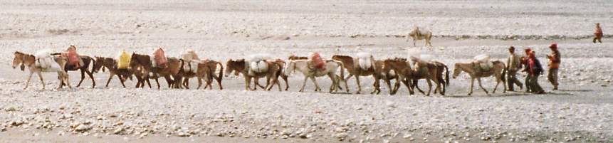 Pferdekarawane auf dem Weg nach Mustang