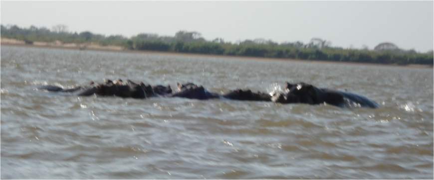 Vorbei an Hippos