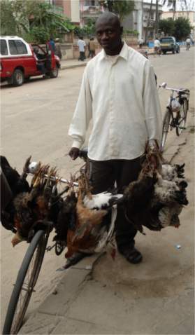 Vogelhändler