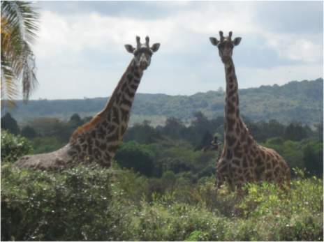 Giraffen