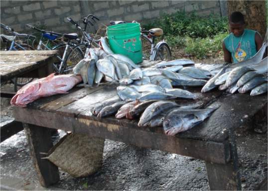 Frische Fische