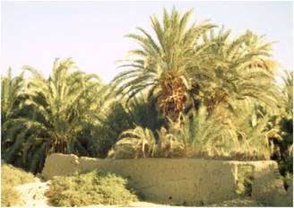 Farafra / Aegpyten