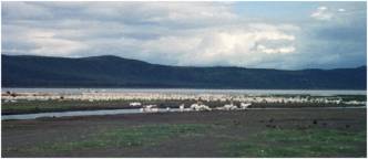 Lake Nakuru / Kenia