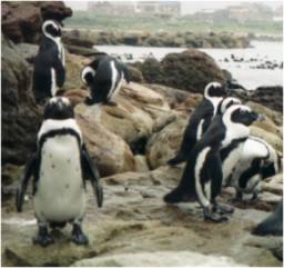 Pinguinkolonie bei Hermanus / Südafrika