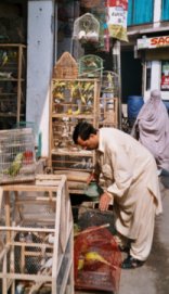 Peshawar